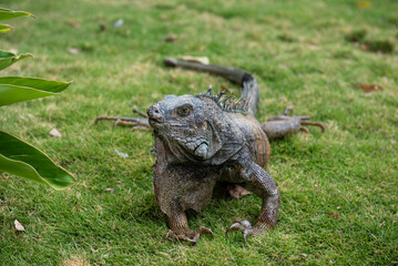 The relaxed life of the iguana in Guayaquil, Ecuador