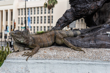 The relaxed life of the iguana in Guayaquil, Ecuador