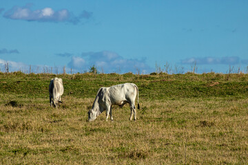 Naklejka na ściany i meble Herd of Nellore cattle grazing in a pasture on the brazilian ranch