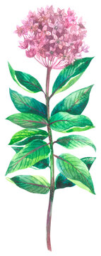 Common milkweed wildflower