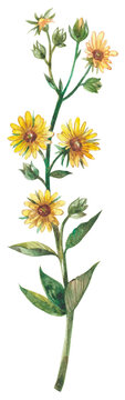 Compass plant wildflower