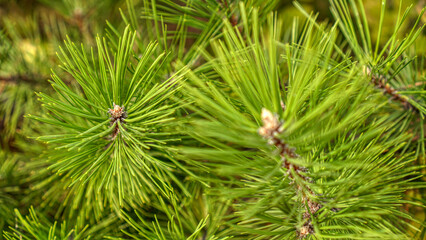 Pine branches and thorns closeup