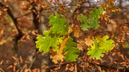 Oak leaves in autumn