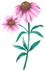 Purple coneflower wildflower