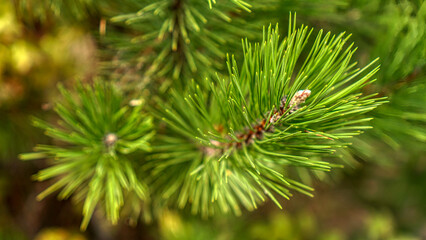 Fototapeta premium Pine branches and thorns closeup