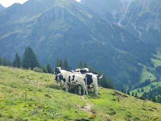 Kühe auf der Wiese in den Bergen