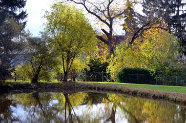 Herbstliche Spiegelung der Krüppelweide im Teichwasser 