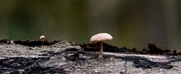 Mushroom in the forest - 543919737