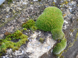 Moos auf Stein 
