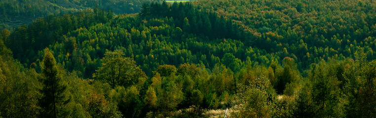 Dark green forest landscape
- 543919932