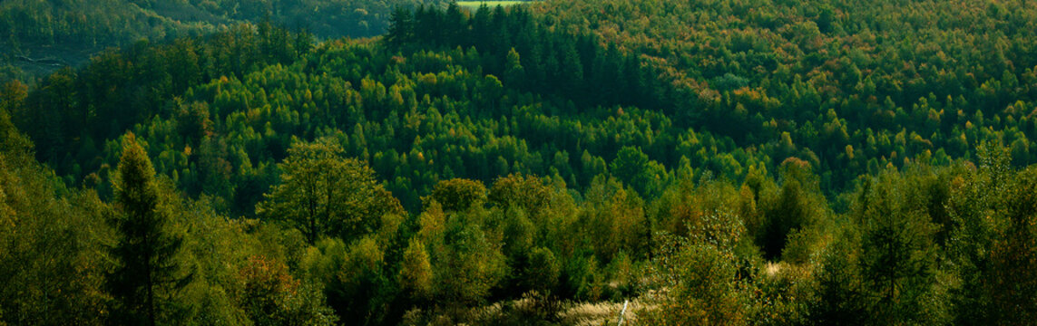 Dark green forest landscape	
