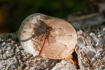 Berkenzwam || Birch agaric