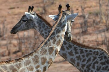 Portrait of two giraffes, Chobe National Park