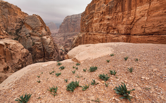 Typical landscape at Petra, Jordan, red dusty ground, green Sea squill plants (Drimia maritima) in foreground, mountains in distance