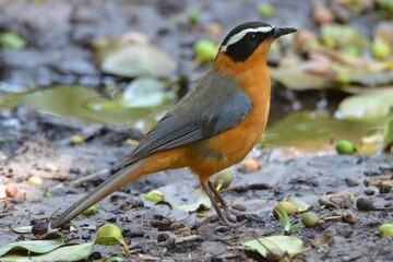 Closeup of a white-browed robin-chat, Chobe NP