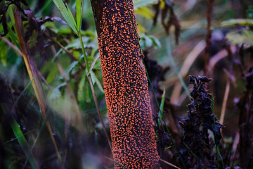 Mushroom tree. Coral spot. Fungi. Nectria cinnabarina. 