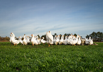 Morgendliche Aufregung: Nach &ouml;ffnen des Stalles, Fl&uuml;gelschlag und Geschnatter.