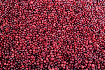 Ripe fresh red-burgundy berries of wild lingonberries
