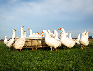 Eine Schar Hausgänse, an der Wassertränke, auf einer grünen Wiese.