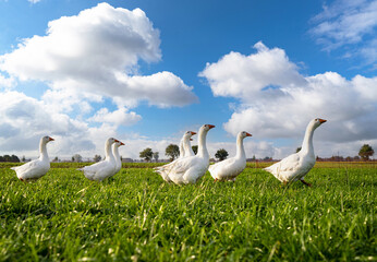 Gänsehaltung mit Auslauf,auf einer grünen Wiese.