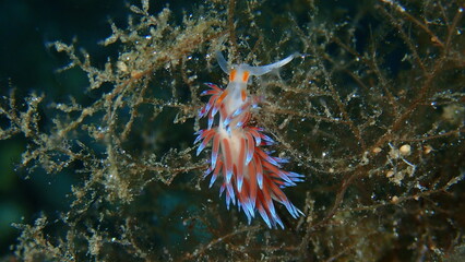 Sea slug pilgrim hervia (Cratena peregrina) close-up undersea, Aegean Sea, Greece, Halkidiki
