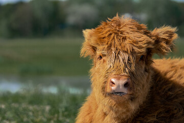 Fototapeta premium Brown highland cow calf chilling in the sun.