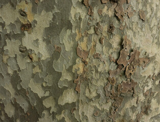 Old Wood Tree Texture Background Pattern. Horizontal photo of a tree bark texture. Creative texture of an old oak bark