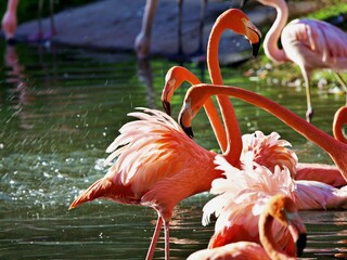 Flamingos im Wasser
