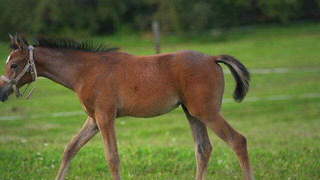Dark Brown Arabian horse foal walking over green field
