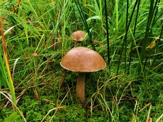 Mushrooms in the forest, Lusatian Mountains