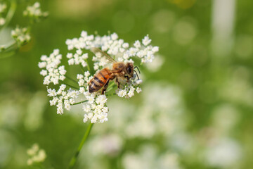 Biene auf Hirschwurz