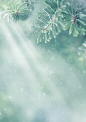 Christmas and winter concept. Beautiful green fir tree branches, snow and sunlights. Soft focus, blurred background, macro.