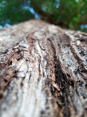 Tree trunks in gardens, nature, tree branches