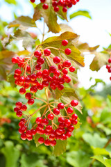 Obraz premium Beautiful Viburnum shrub with bright berries growing outdoors, closeup