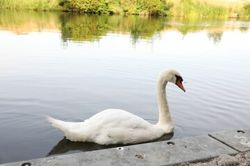 Naklejka na ściany i meble Beautiful white swan swimming in lake outdoors