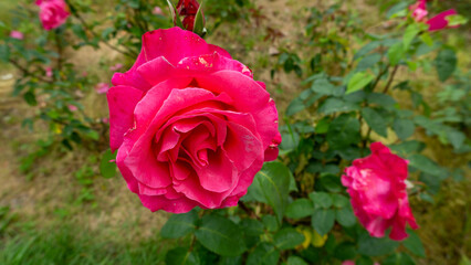 A blossoming crimson rose flower surrounded by dark green leaves. Close-up.