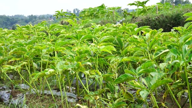 Amorphophallus oncophyllus (Also Amorphophallus, Iles-iles, Porang) with a natural background