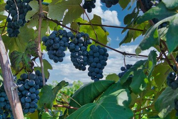grapes on vine
