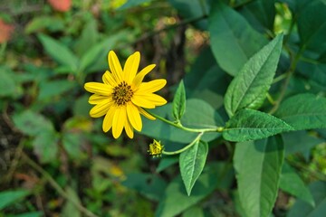 yellow flower with leaves