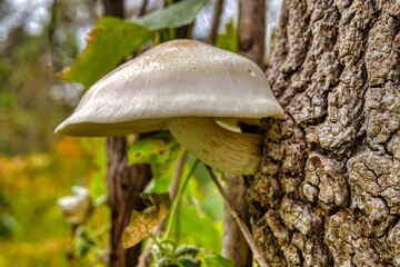 mushroom on a tree