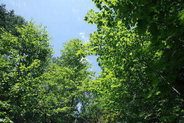 Beautiful trees in forest on sunny day
