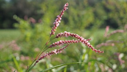 Closeup of pink flowers of Persicaria hydropiper, Polygonum hydropiper also known as water pepper, marshpepper knotweed, arse smart or tade.