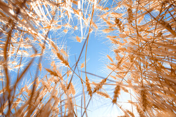 Selective focus of gold grain ready for harvest growing in farm field. Global crisis and price rise
