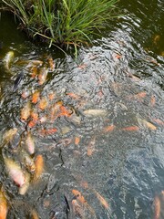 Many golden carps swimming in water outdoors