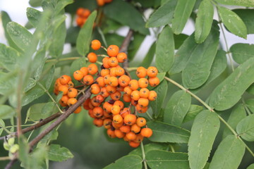 A ripening branch of red rowan in the autumn season.