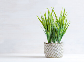 Houseplant in a white pot with white background.