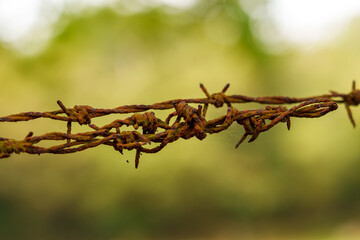 Rusty barbed wire fence on a background of green foliage