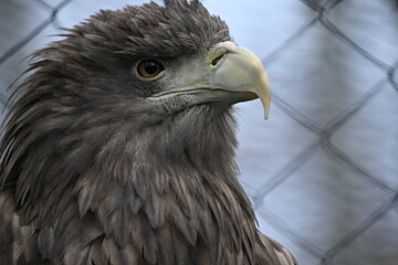 the head of an eagle bird of prey in the zoo aviary on the background of the grid. bondage concept