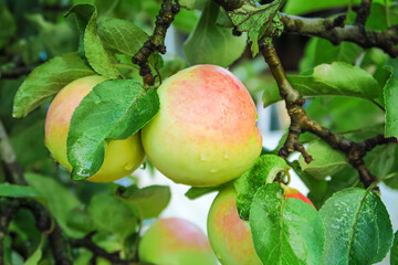 a bunch of ripe apples grow on an apple tree after rain. gardening and cultivation of apples concept
