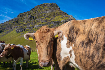 Fototapeta na wymiar Cows grazing in the meadows of Iceland
